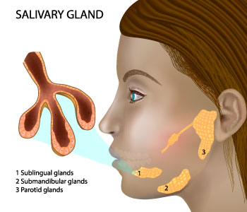 Saliva Glands